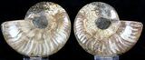 Polished Ammonite Pair - Agatized #37046-1